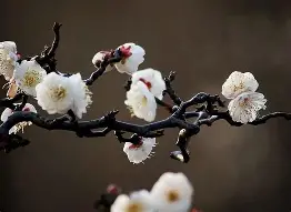 开云体育下载-梅因茨队客场实现绝杀，喜迎三分